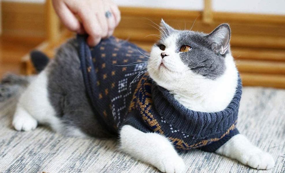 DIY cat shirt