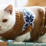 clothes for cats